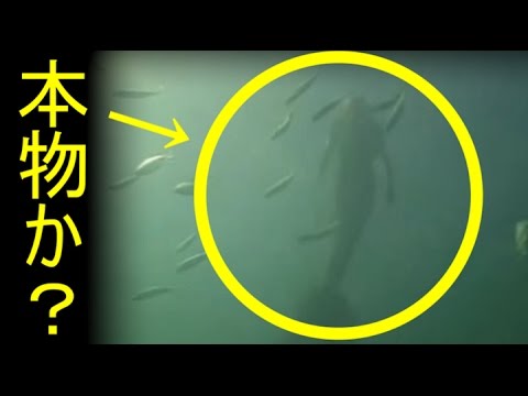 生きた人魚らしき映像 Youtube 生きた人魚らしき映像 Youtube