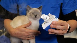 How to Nebulise your Cat