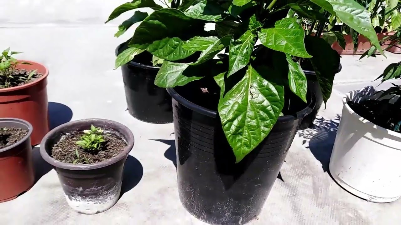 Chilli papričky - plody se jen hrnou