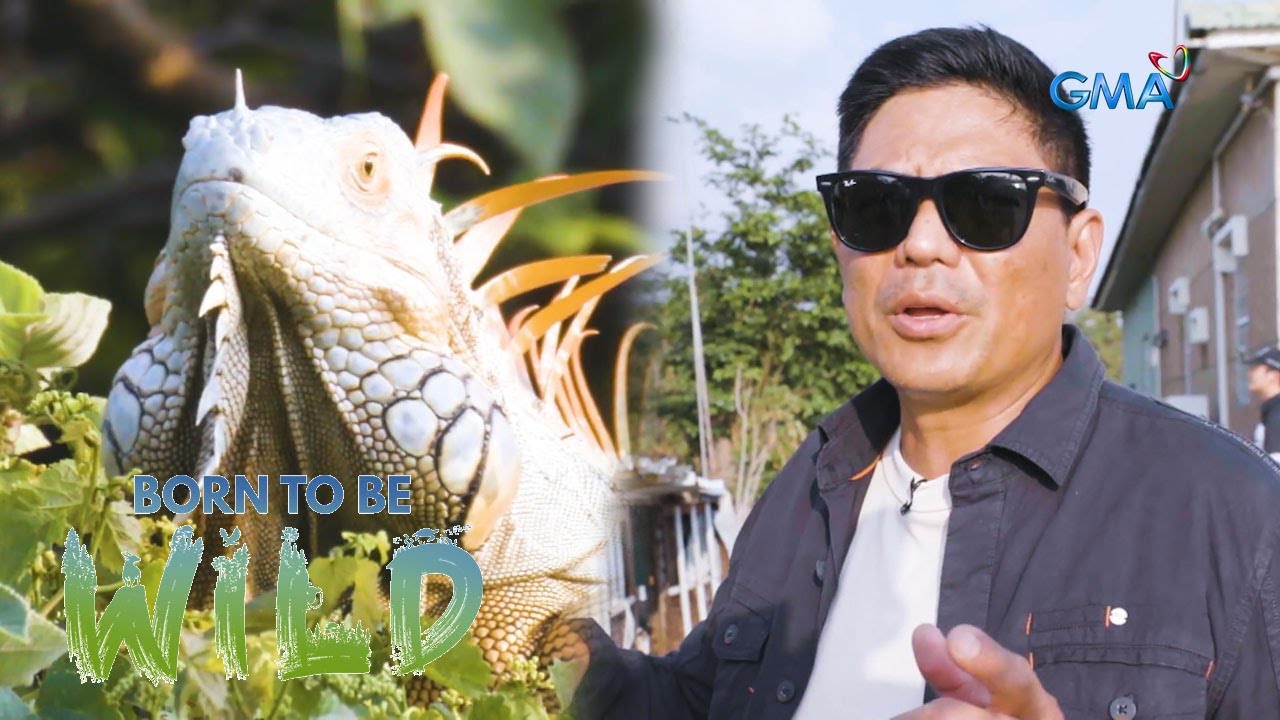 Taiwan's solution to the increasing population of wild iguanas | Born to be Wild