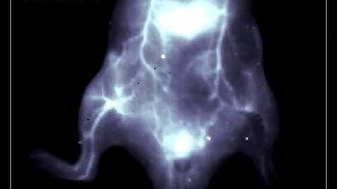 Blood Flow Dynamic Imaging of Lower Limb Ischemia with NIR-II Fluorescence