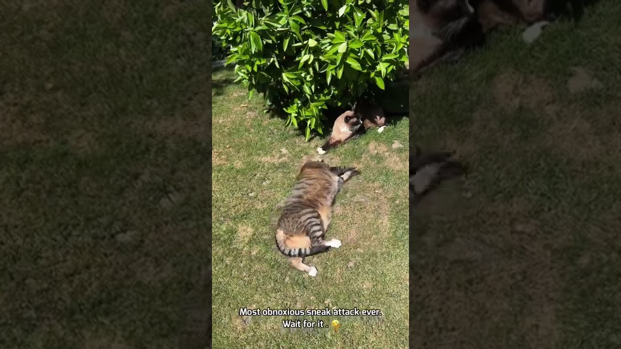 Cat Pulls Off Most Obnoxious Sneak Attack🤣