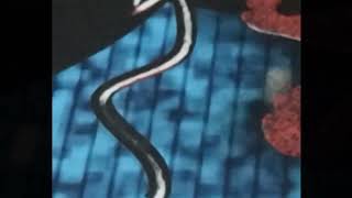 O Dudu Apenas - My Little Pingas Oficial Vídeo