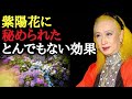 【美輪明宏】紫陽花のとんでもない効果...。アレを除けることができるの。先祖代々伝わるこの知恵を取り入れてみて...日本の美しさは世界で何番目だと思いますか?芸術を知ると生活が本当に変わります・・