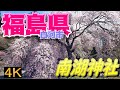 【桜満開】南湖神社 2021年 4月 6日 撮影 Japan Cherry Blossom Spots Fukushima Shirakawa Nanko Shrine