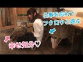 【ツンデレがたまらない】どうしても構ってほしいフクロウ