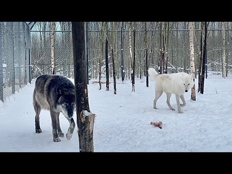 Video: Черногориянын пляждары