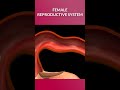 Female Reproductive System Shorts Female Reproductive System Shorts