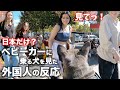 【海外の反応】外国人がベビーカーに乗る犬を見た反応が面白すぎた