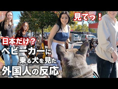 貴婦人と乳母車に乗った子犬 YouTube