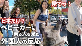 【海外の反応】外国人がベビーカーに乗る犬を見た反応が面白すぎた