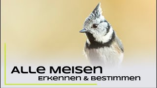 Blaumeise, Kohlmeise und Co. - Alle Meisenarten Deutschlands erkennen und bestimmen