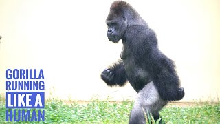 Huge Male Gorilla Running Like A Man In The Heavy Rain | The