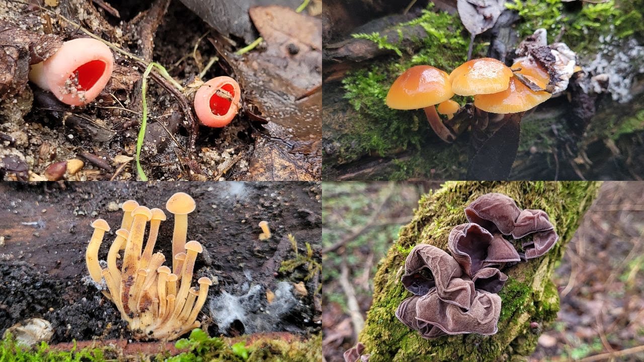 GRZYBY ZIMOWE W LESIE. PŁOMIENNICE, USZAKI, CZARKI I SAMOTNY BOCZNIAK 19.12.25