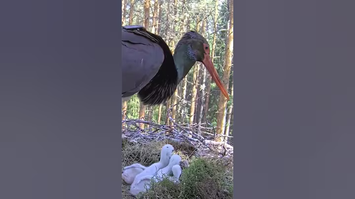 P#949- Review mother birds brings food to feed her babies in the nest, baby birds life #birdslover