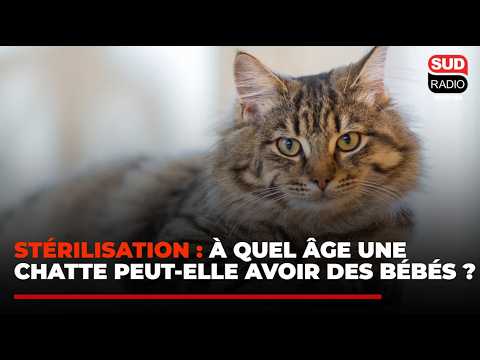 Stérilisation : à partir de quel âge un chat peut-il avoir des bébés ?