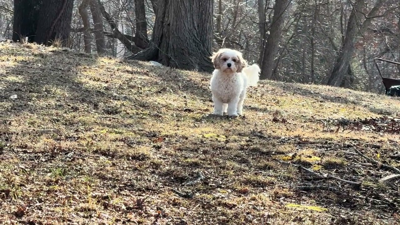 Beautiful day outdoors with the dog and birds 