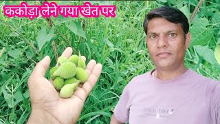 ये सब्जी किस किस ने खाई है ll Village life vlog ll #villagelife //#RS_Vlogs //#farming //#vlog  ll