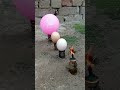 Bullet front eggs balloon !!