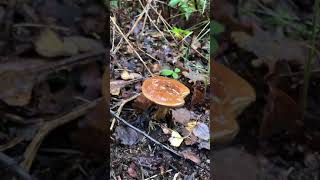Larch Bolete#shorts #bolete
