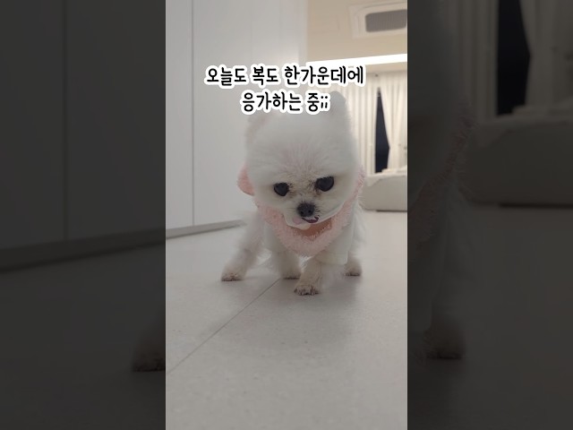 거실에 응가하는 퐁키를 혼냈더니...ㄷㄷㄷ 떠는중???? 너만 믿는다!  dji 최초 로봇청소기 DJI ROMO P