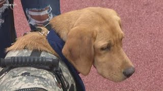 Wags 4 Warriors pup Roxy feeling better after getting stitches removed