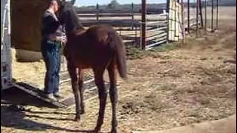 Foal handling - Horse float training