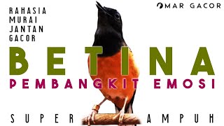 Download lagu Suara Betina Gacor Memancing Emosi! Pancing Murai Jantan Biar Bongkar Materi