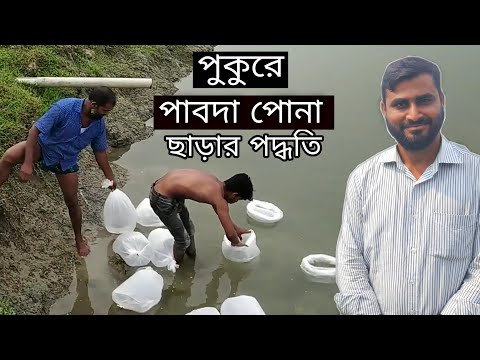 পাবদা মাছের রেনু পোনা পুকুরে ছাড়ার সঠিক পদ্ধতি | পাবদা মাছ চাষ | Pabda Fish