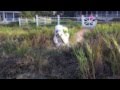 Standard poodles on the beach at Sullivan&#39;s Island, SC