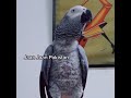 African Grey Parrot says Go Nawaz Go and Jaan Jaan Pakistan 🇵🇰  #Shorts