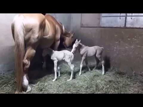 Saratoga twins two weeks old