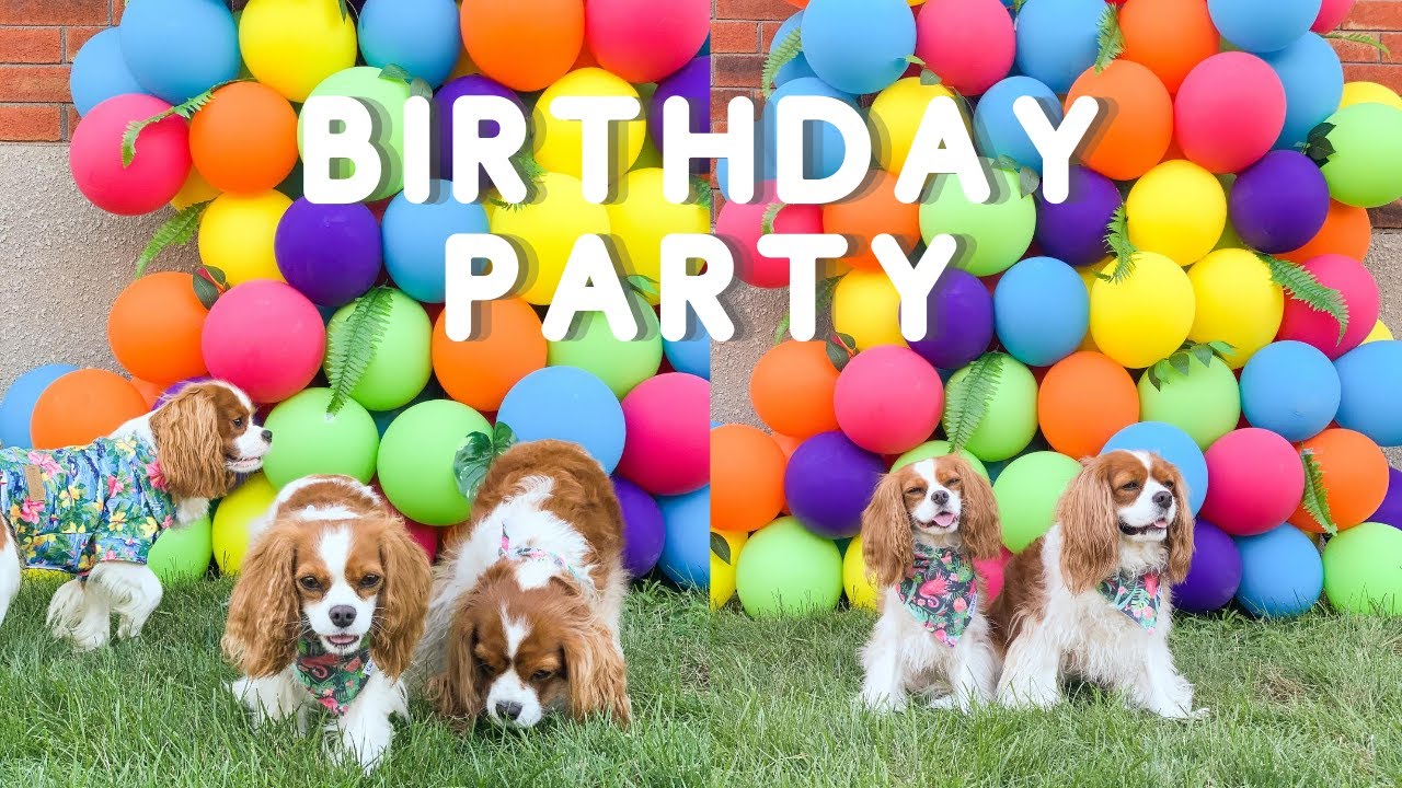 best pet carrier for cavalier king charles spaniel