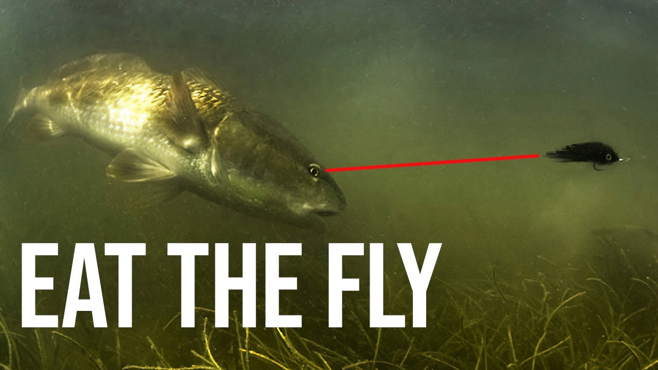 Fly Fishing Redfish Charlotte Harbor Sight Casting 