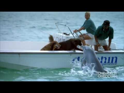 Incredible   Dolphin Kisses a Dog on a Boat Then Jumps with Joy