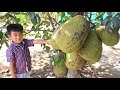 Seyhak want to learn how to make jackfruit banana leaves cake / Pick ripe jackfruit