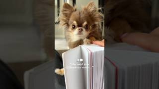 Chihuahua Sounds (so cute)