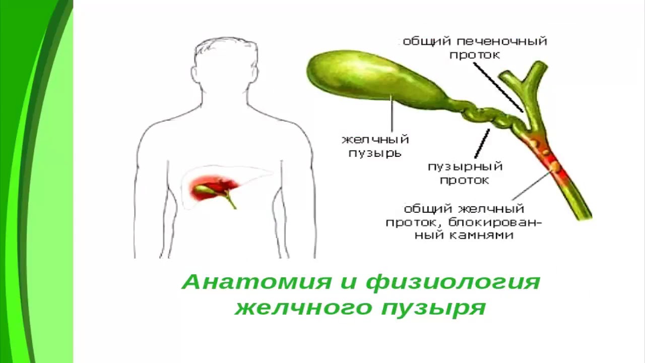 Организм без желчного пузыря