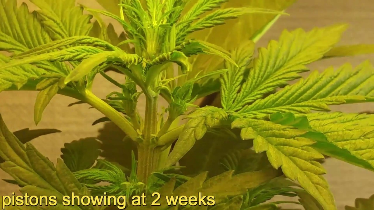 growing weed - autoflower grow 2017  part 2 (18+)