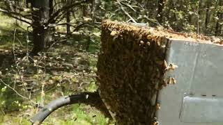 Yep.....Another HUGE Honey Bee Swarm - April 12th, 2023 - You Are IN the Swarm!!!! #honeybee