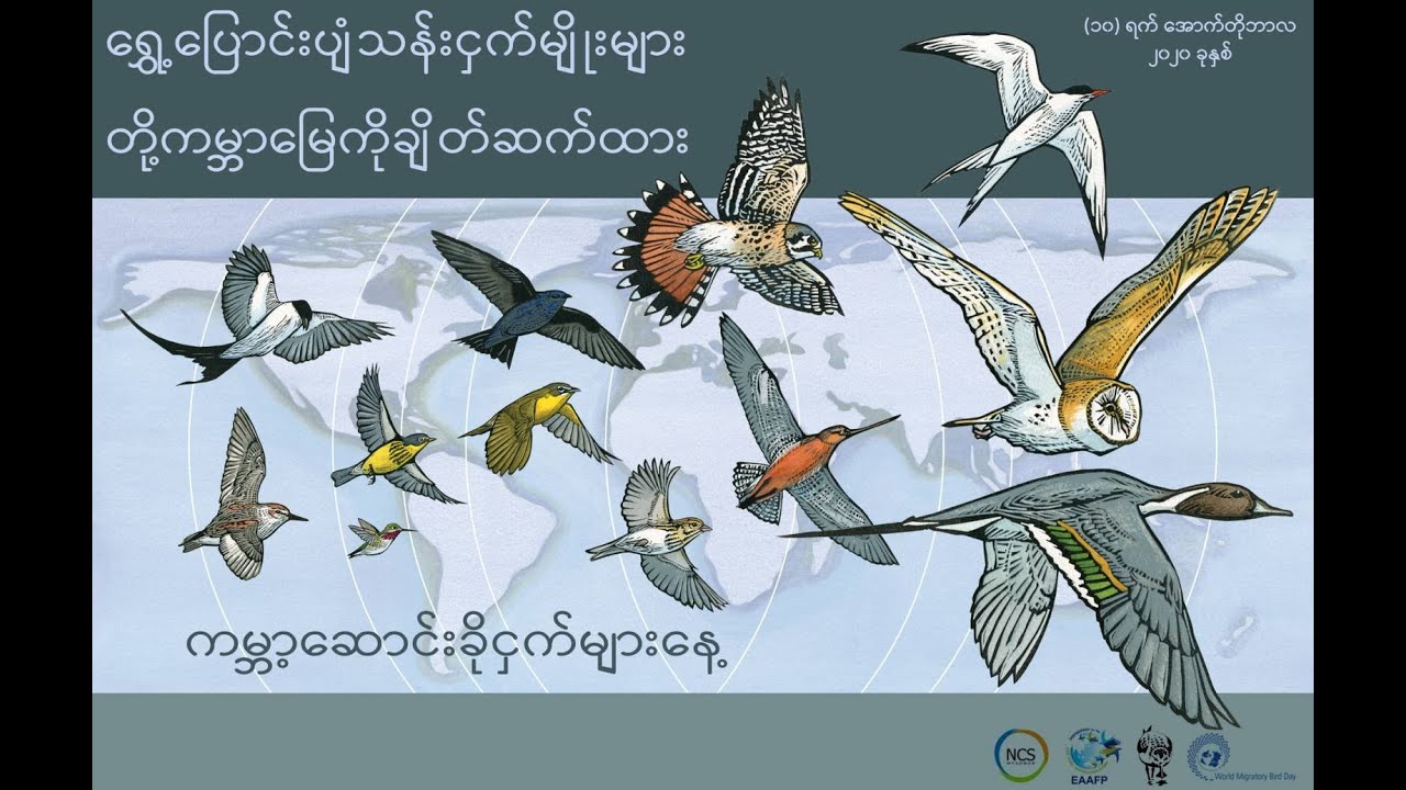 Migratory Birds without Borders