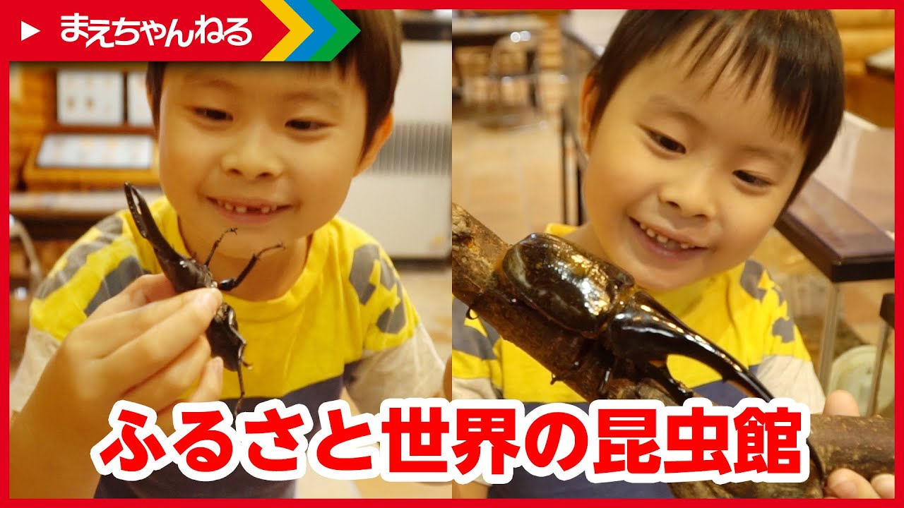 世界の生きてるカブトムシ・クワガタムシが見られる！ ふるさと世界の昆虫館へ行ってきました！ | まえちゃんねる