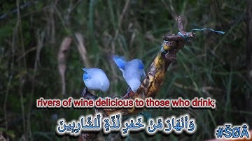 ما تيسر من سورة محمد 💙 الآية ١٥