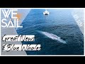 BIG News and a BIG BLUE WHALE ENCOUNTER | Episode 109