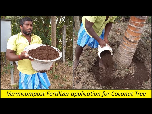 Coconut Tree Fertilizer SHOWDOWN Vermicompost vs Chemical Fertilizers