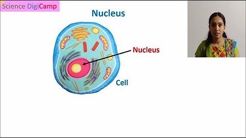 Structure and functions of Nucleus