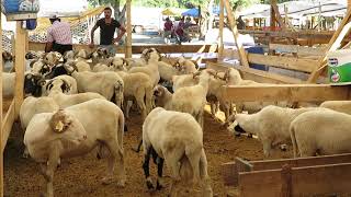 2021 Kurban Satış Tokat Reşadiye Yayla Koçları İstanbul Kartal Yunus