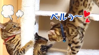 ソーシャルディスタンスを保ってベルにラブアタックするテト！