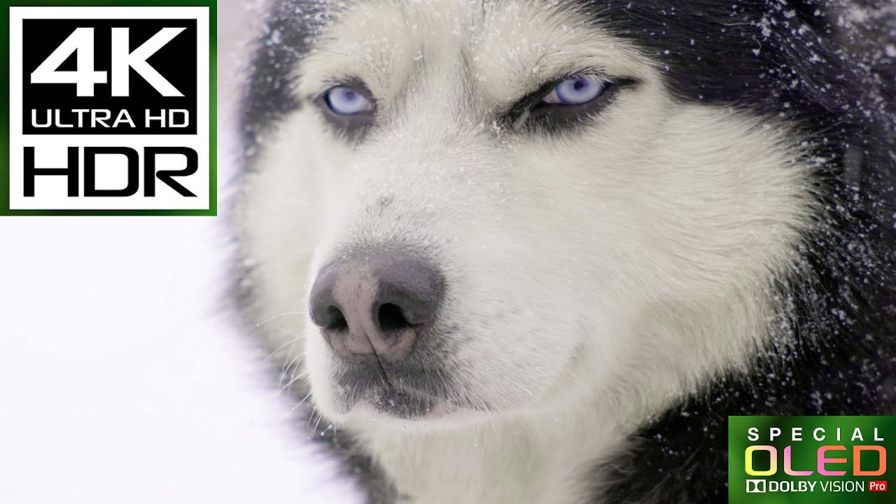 Unseen HDR 4K 60FPS OLED Demo | Dolby Vision 8K Nature Sleep