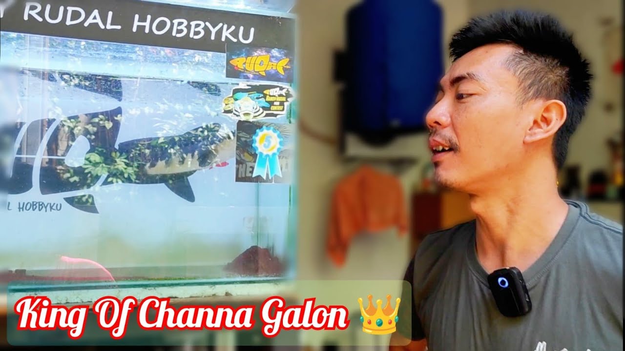 Update Channa 2026‼️King Of Channa Galon 👑